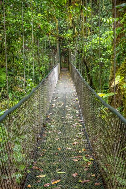 istock Costa Rica Suspended Bridge 1200055785