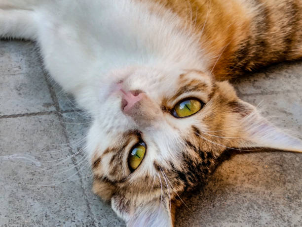 istock Close look of pet cat 1200059920