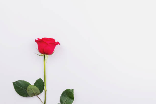 istock Red rose on a light background. Place for text, flatlay 1200060111