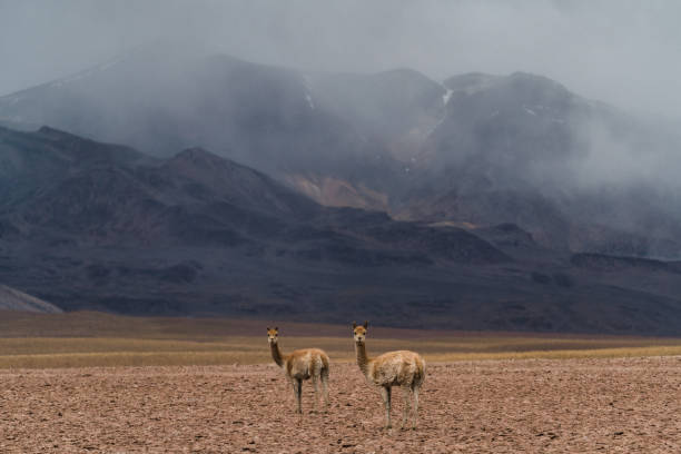 istock Guanacos in Atacama desert in Chile 1200060928