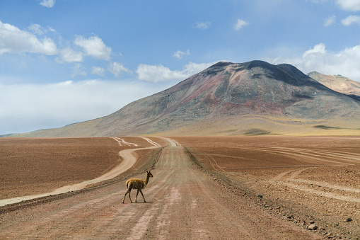 Scenic view of guanacos in Atacama desert in Chile