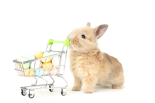 Bunny rabbit with easter eggs in shopping cart on white background