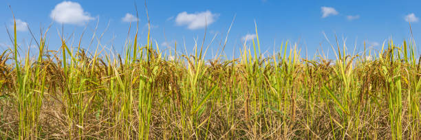 istock Panoramic view of Rice Field in the morning under blue sky 1200061491