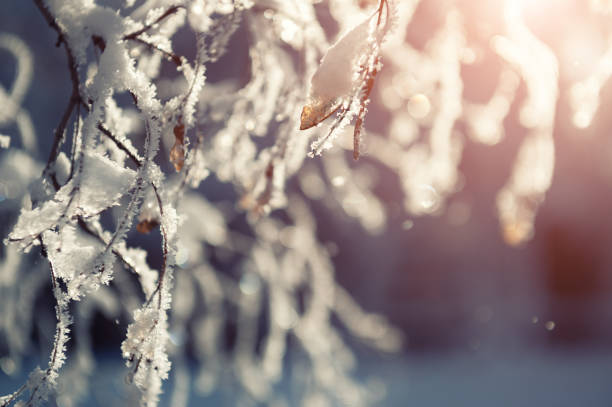 istock Hoarfrost on the trees in winter forest. 1200064626