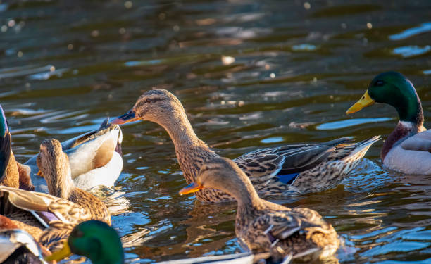 istock mallard in a lake 1200064844