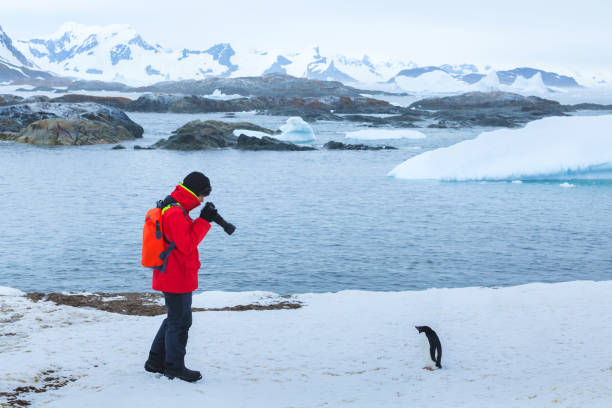 tourist and penguin in Antarctica