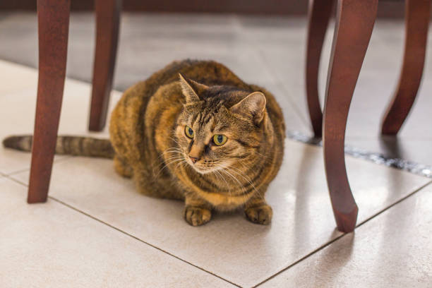 istock Tabby cat sitting under chair. 1200066738