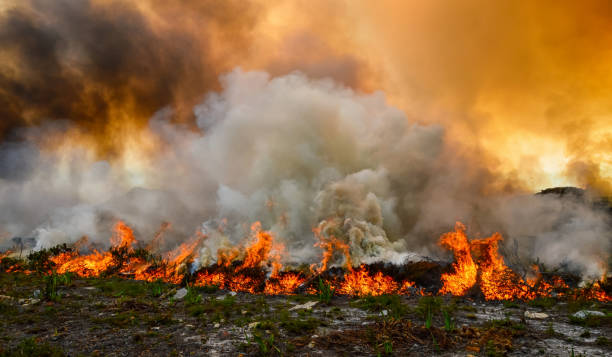 Fynbos Wildfire A wildfire rips through dry fynbos on the Cape Peninsula in South Africa fynbos photos stock pictures, royalty-free photos & images