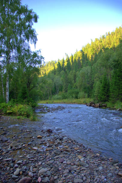 istock A shallow stony river winds through a beautiful morning forest. 1200068250