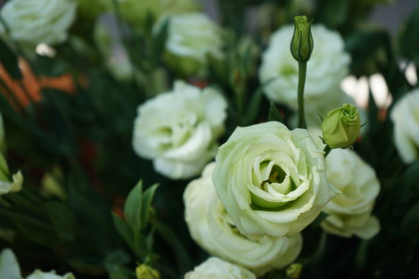 istock green lisianthus flower 1200068327
