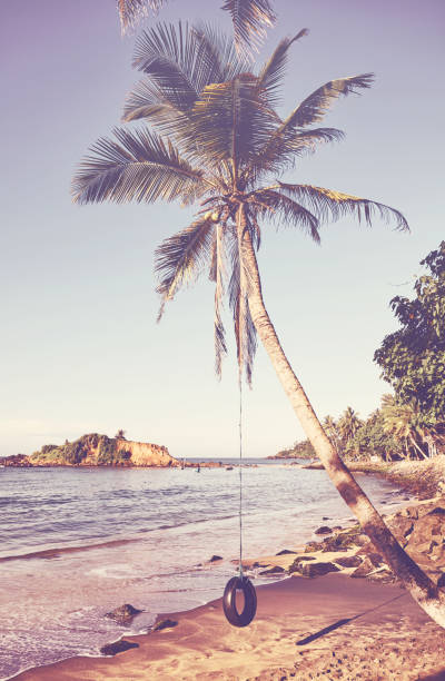 palma da cocco con oscillazione pneumatica su una spiaggia tropicale. - freedom tire swing tire swing foto e immagini stock