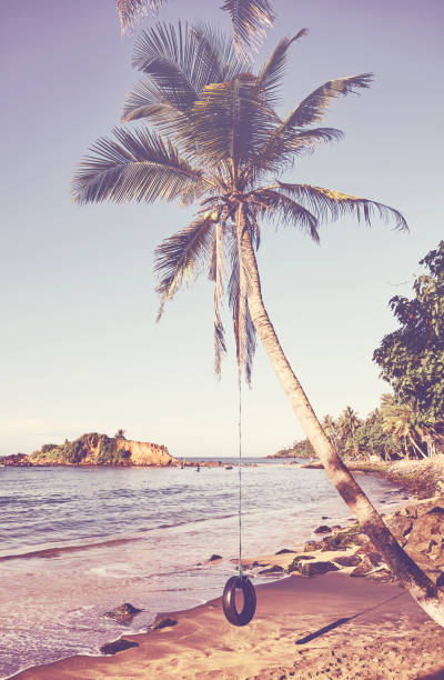 coconut palm tree with tire swing on a tropical beach. - freedom tire swing tire swing imagens e fotografias de stock