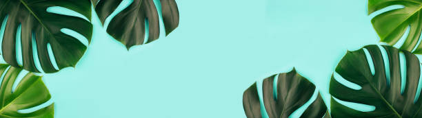 istock Banner made from tropical jungle monstera leaves isolated on blue background. 1200068742