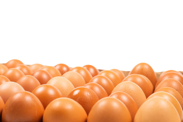 Group of brown eggs isolated on white. Copy space.