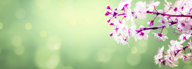 istock flowering branchlet at the right edge on abstract background 1200072191