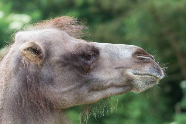 profilo dettagliato di una faccia di cammelli - camel smiling israel animal foto e immagini stock