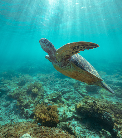 (Chelonia mydas) Majestic big sea turtle swimming under the surface through crystal clear sea, blue water in a marine sanctuary. Blue ocean with sunrays underwater. Soft and hard corals.