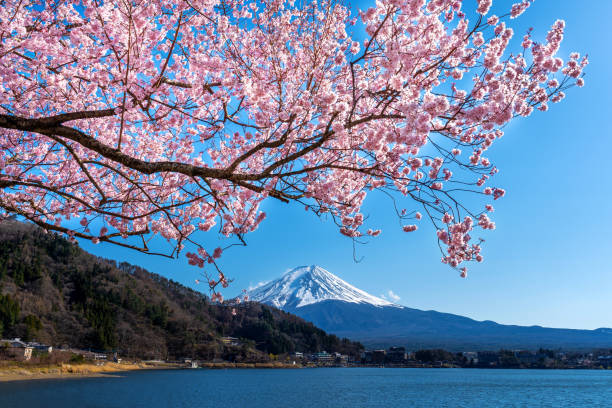 istock Fuji mountain and cherry blossoms in spring, Japan. 1200075278
