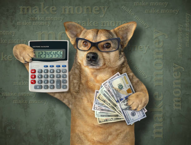 istock Dog holds calculator and money 1200075737