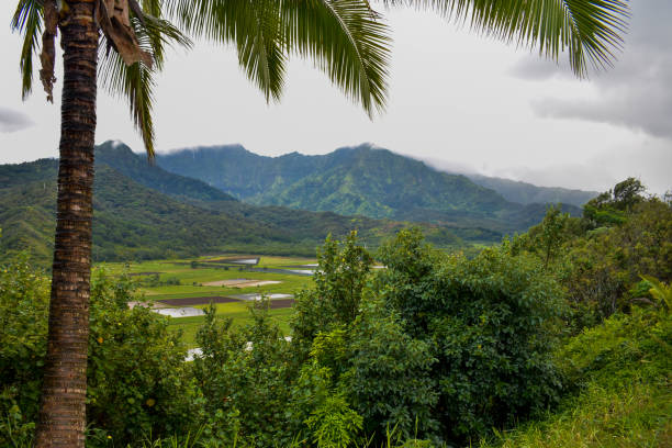 istock [Hawaii] Kauai - Hanalei Valley Lookout 1200079593