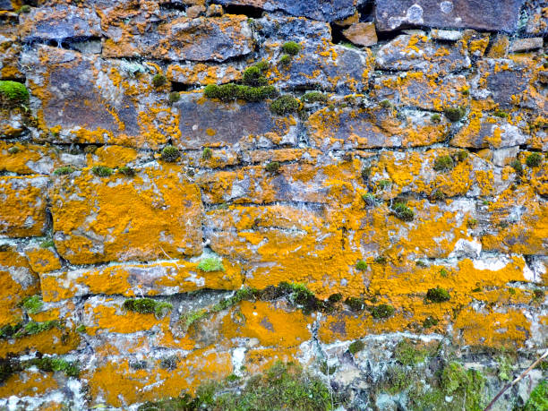 Cumbrian dry stone wall with lichens ideal for a textured background.