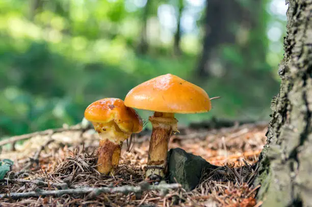 Two suillus grevillei edible forest mushroom, orange wet looking caps