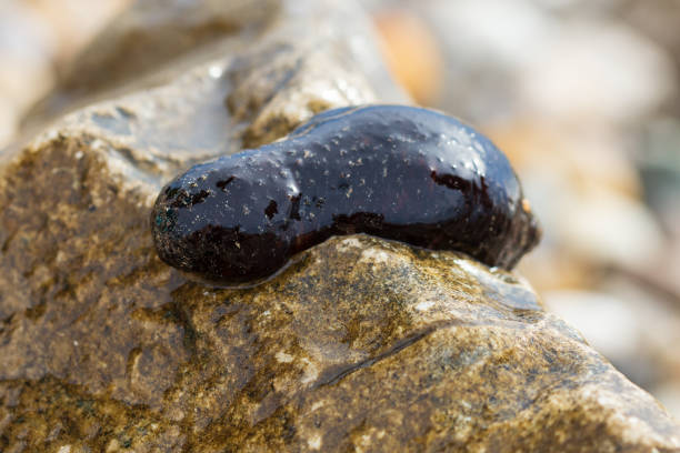 Close up of sea cucumber on a stone on the beach Close up of sea cucumber on a stone on the beach. holothuria stock pictures, royalty-free photos & images