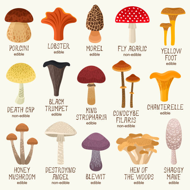 ilustrações, clipart, desenhos animados e ícones de ícones dos cogumelos - yellowfoot
