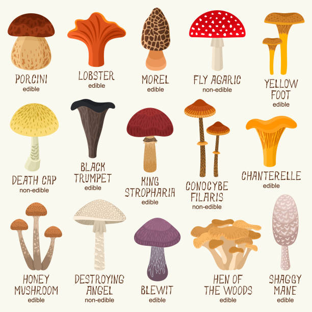 Mushrooms icons Edible and non-edible mushrooms vector illustration set cantharellus tubaeformis stock illustrations