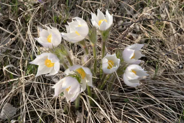 Wild white flowers of Pulsatilla or spreading pasqueflower on background of dried grass in the early spring.