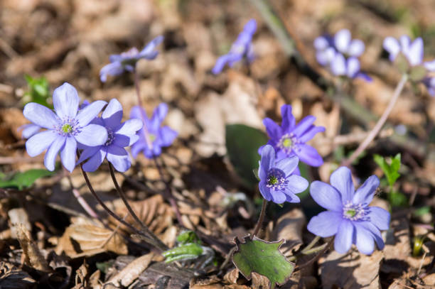 istock Hepatica nobilis in bloom, early spring wildflowers 1200085636