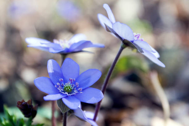 istock Hepatica nobilis in bloom, early spring wildflowers 1200085694