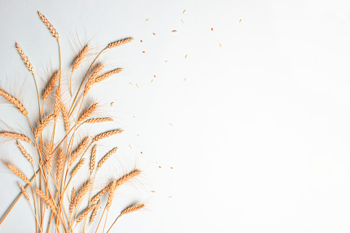 Golden wheat and rye ears, dry yellow cereals spikelets on light blue background, closeup, copy space