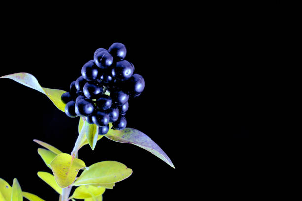 Branch with wild privet berries in front of black background
