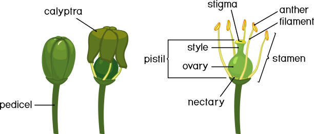 ilustrações de stock, clip art, desenhos animados e ícones de stages of grape flower bloom and structure of grape flower - stamen