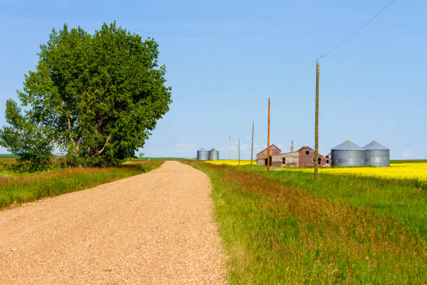 アルバータカノーラフィールド農業カナダ - canada saskatchewan grain elevator prairie ストックフォトと画像