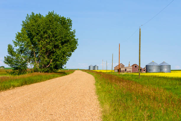 istock alberta canola field agriculture canada 1200090259