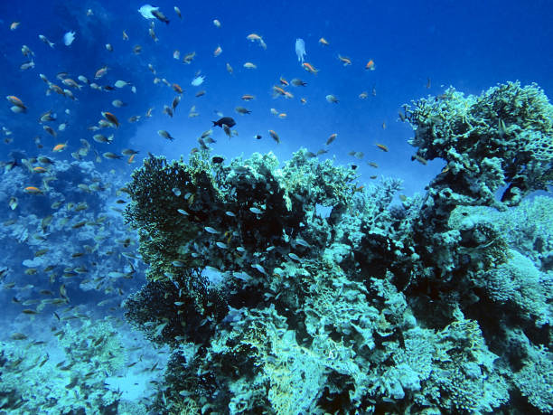 Underwater landscape Red sea, various fish and coral reef, blue clean water, natural light