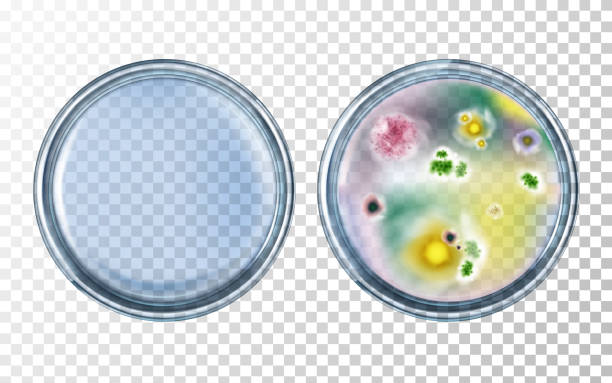 illustrazioni stock, clip art, cartoni animati e icone di tendenza di test antibiotici con prima, dopo effetto vettore - bacterium petri dish colony microbiology