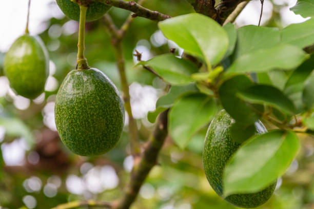 istock Avocado fruit hanging on avocado tree in organic garden. 1200092082