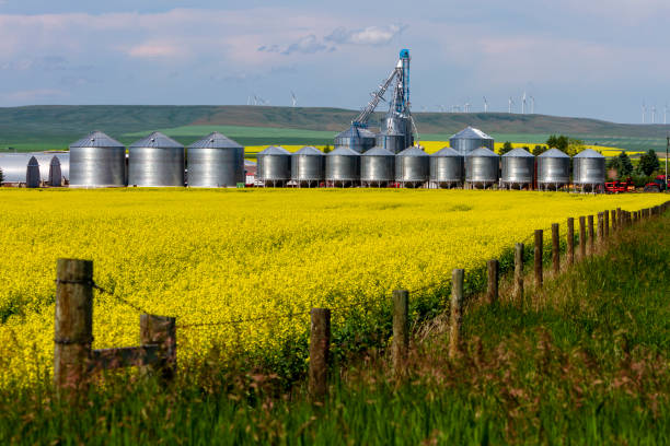 Landscape of yellow canola field in bloom with agricultural equipment storage containers in the Canadian Prairies small town of Pincher Creek, Alberta, Canada.