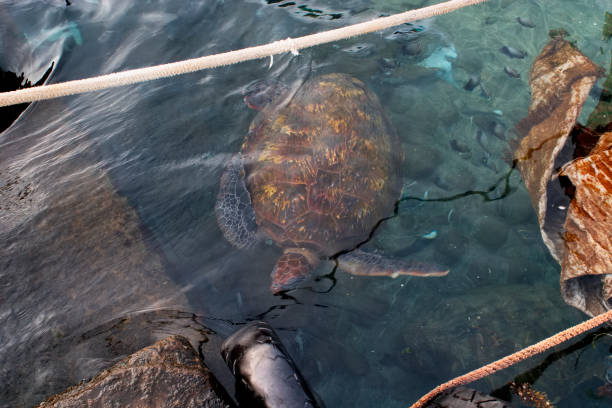 istock A single Green Turtle in Hanga Roa harbour, Easter Island 1200092797