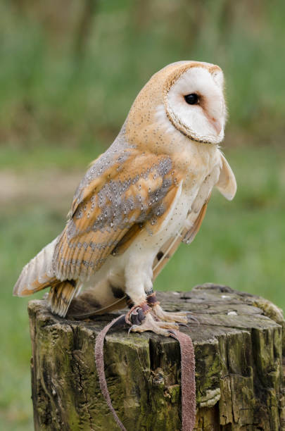 istock barn owl, nocturnal bird of prey 1200093329