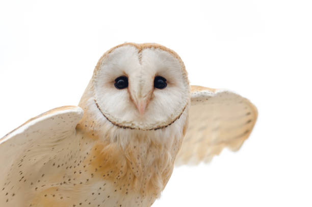 barn owl, nocturnal bird of prey stock photo