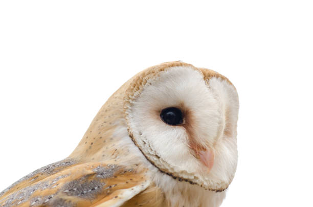 istock barn owl, nocturnal bird of prey 1200093373