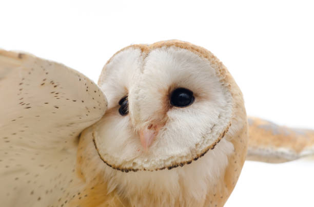istock barn owl, nocturnal bird of prey 1200093404