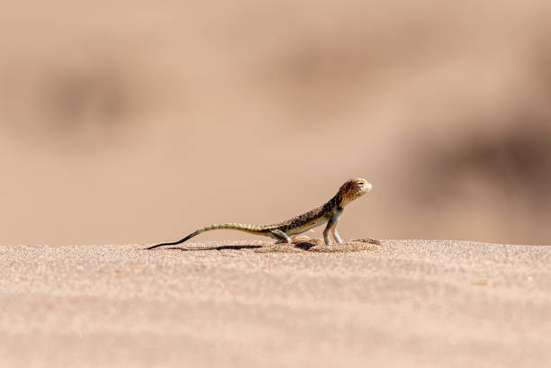 istock a lizard in the desert in iran 1200094338