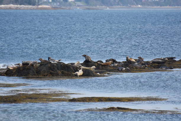 istock Harbor Seal Colony in Casco Bay Maine 1200094483