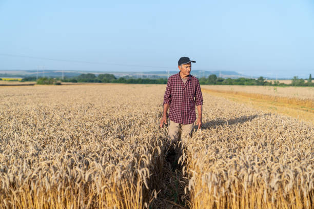 istock Farmer touching golden heads of wheat while walking through field 1200094571