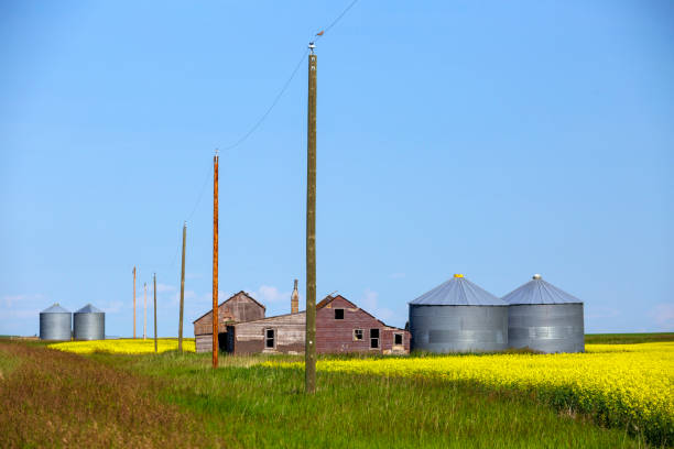 istock alberta canola field agriculture canada 1200095347
